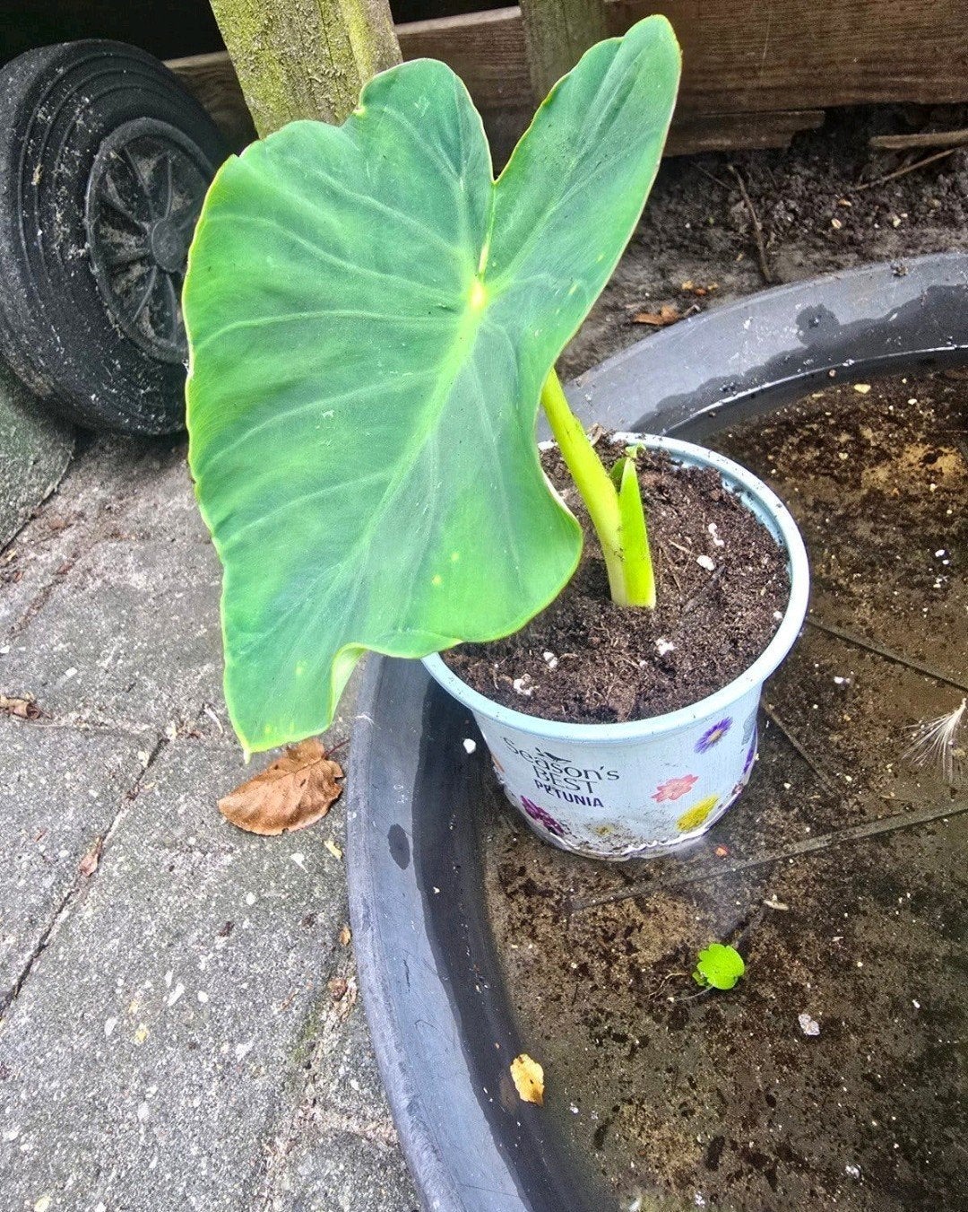 Colocasia Eskulenta stek, Ophalen, Overige soorten, Volle zon