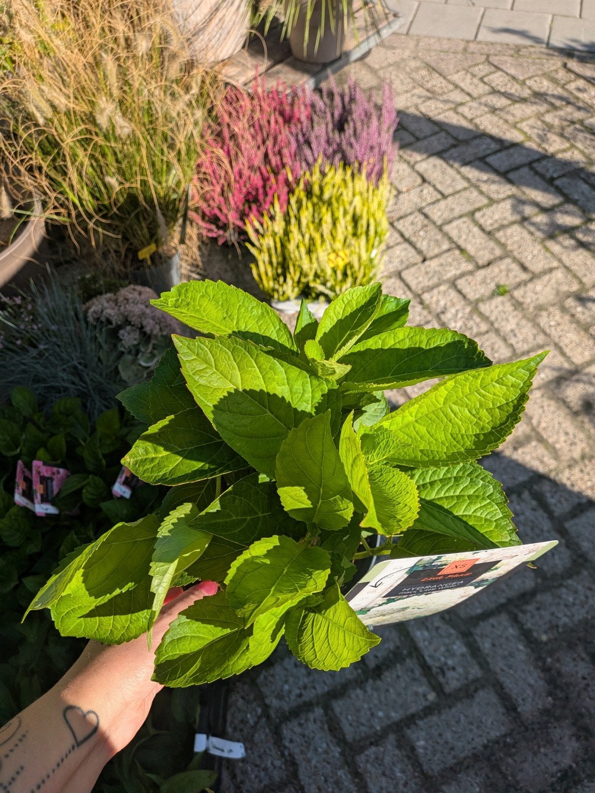 Hortensia little XS, little white, Tuin en Terras, Vaste plant, Halfschaduw, Zomer, Ophalen