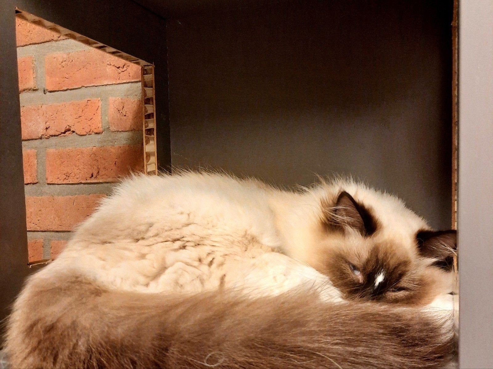herplaatsen Ragdoll, Poes