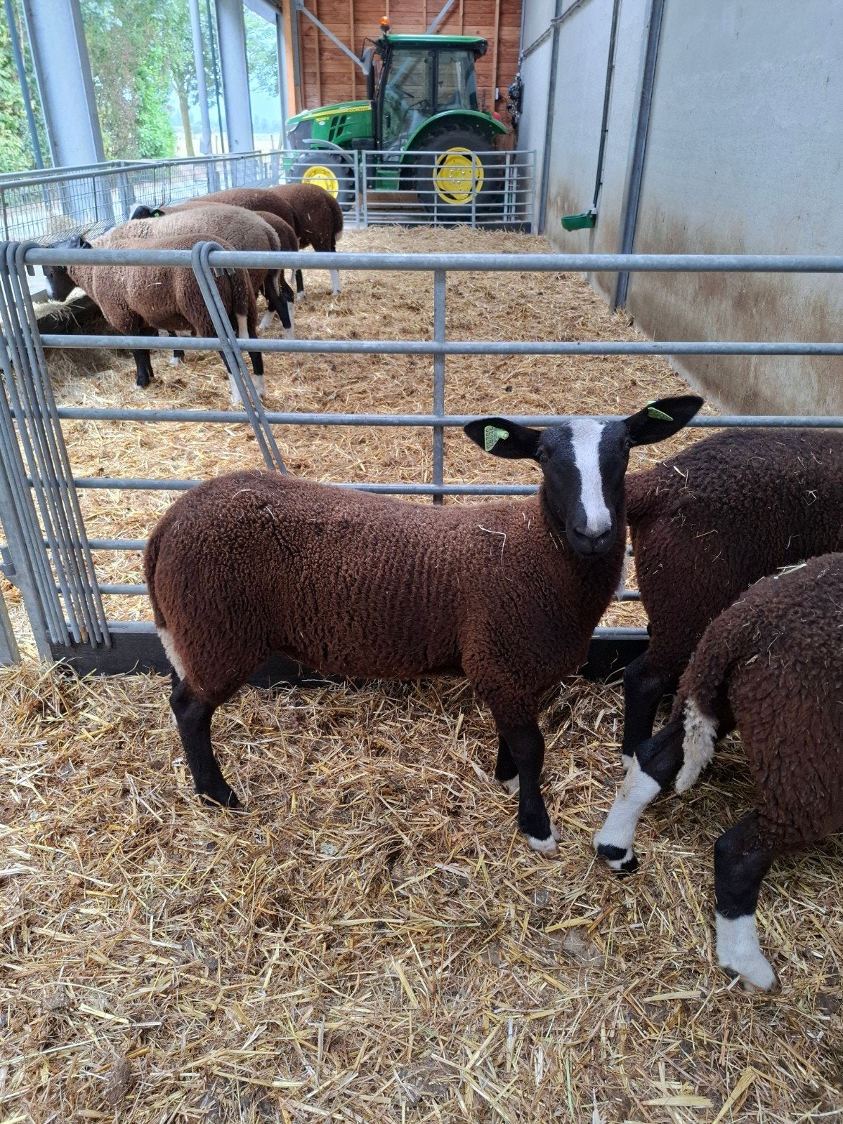 Zwartbles ooilam, Dieren en Toebehoren, Mannelijk, Geit