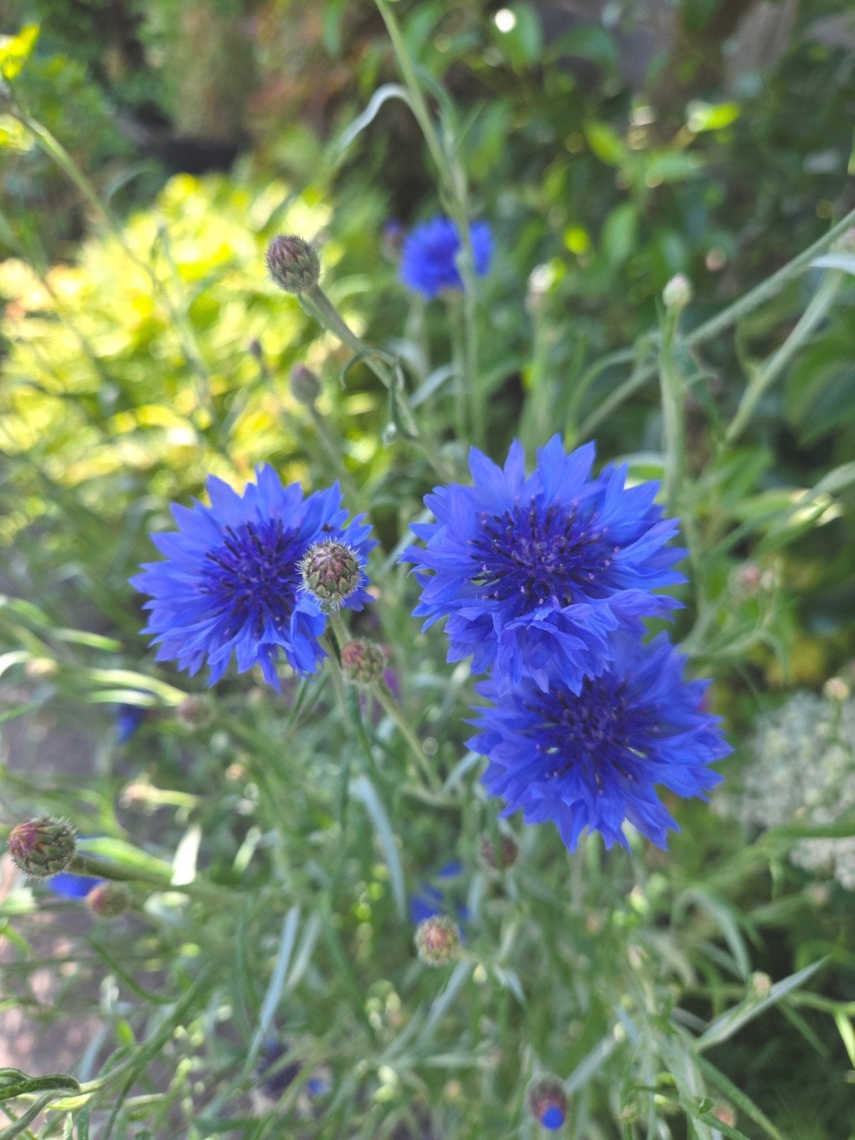 Zaadjes korenbloemen blauw, Tuin en Terras, Ophalen of Verzenden, Volle zon