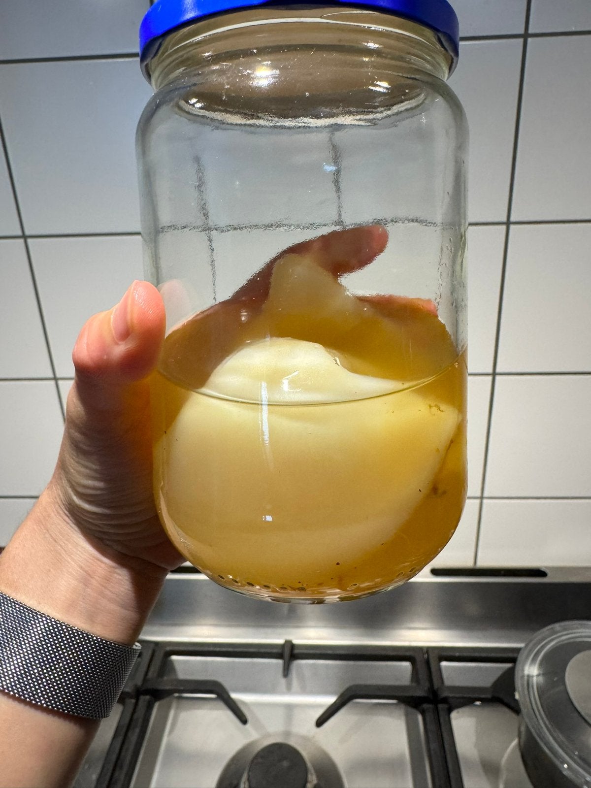 Kombucha SCOBY te koop – gezond & actief, Ophalen