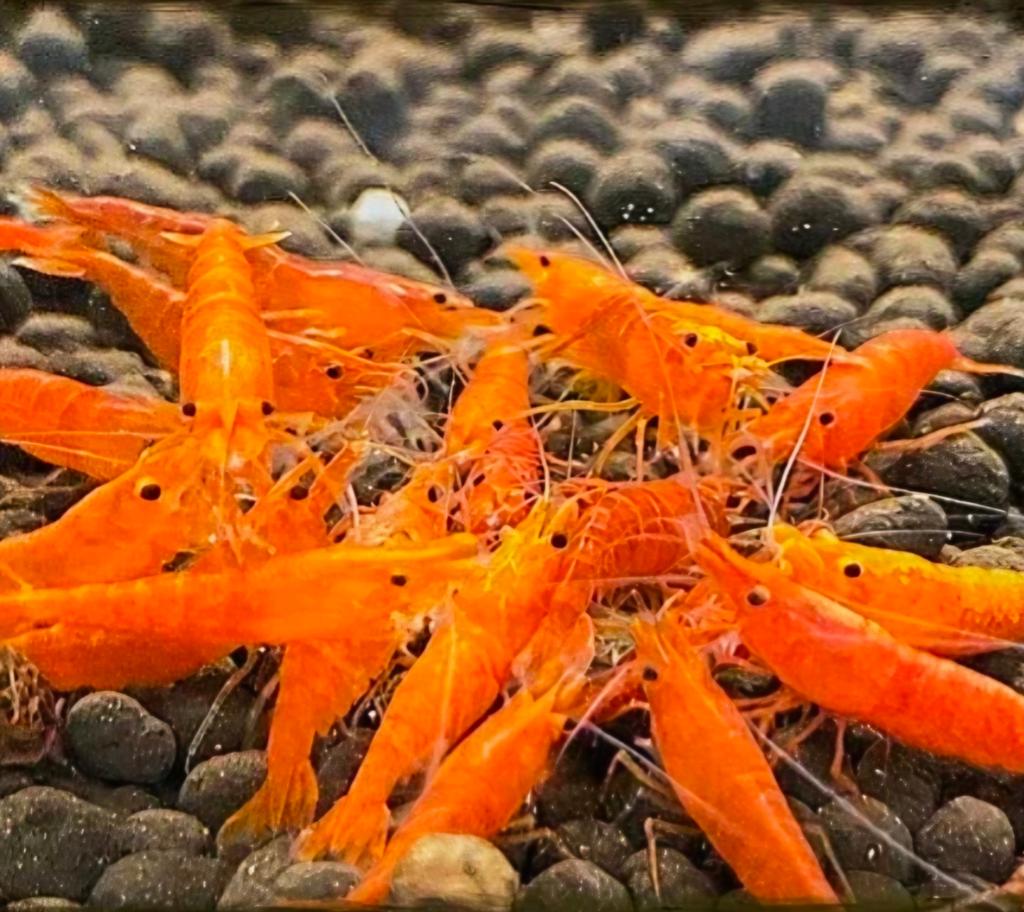 Neocaridina Orange Sakura garnalen | Shrimporium, Kreeft, Krab of Garnaal
