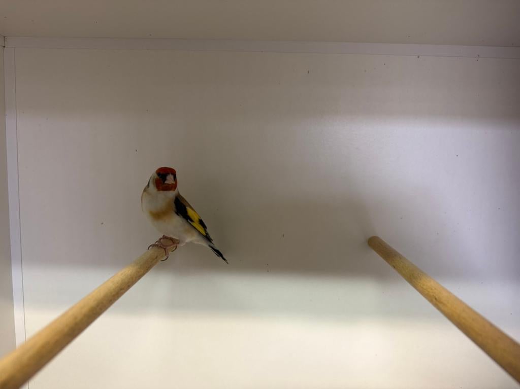 Major putter man split eumo en witkop, Dieren en Toebehoren, Vogels | Overige Vogels, Mannelijk, Wildzangvogel, Geringd