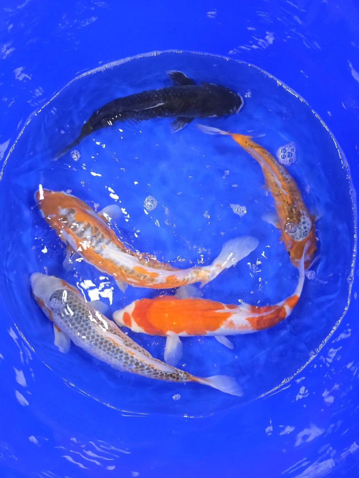 Kweker: Isa Mariyo ACTIE, Karper of Koi