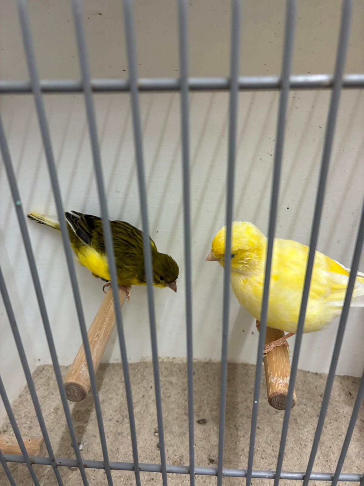 Fife Fancy koppels, Dieren en Toebehoren, Vogels | Kanaries