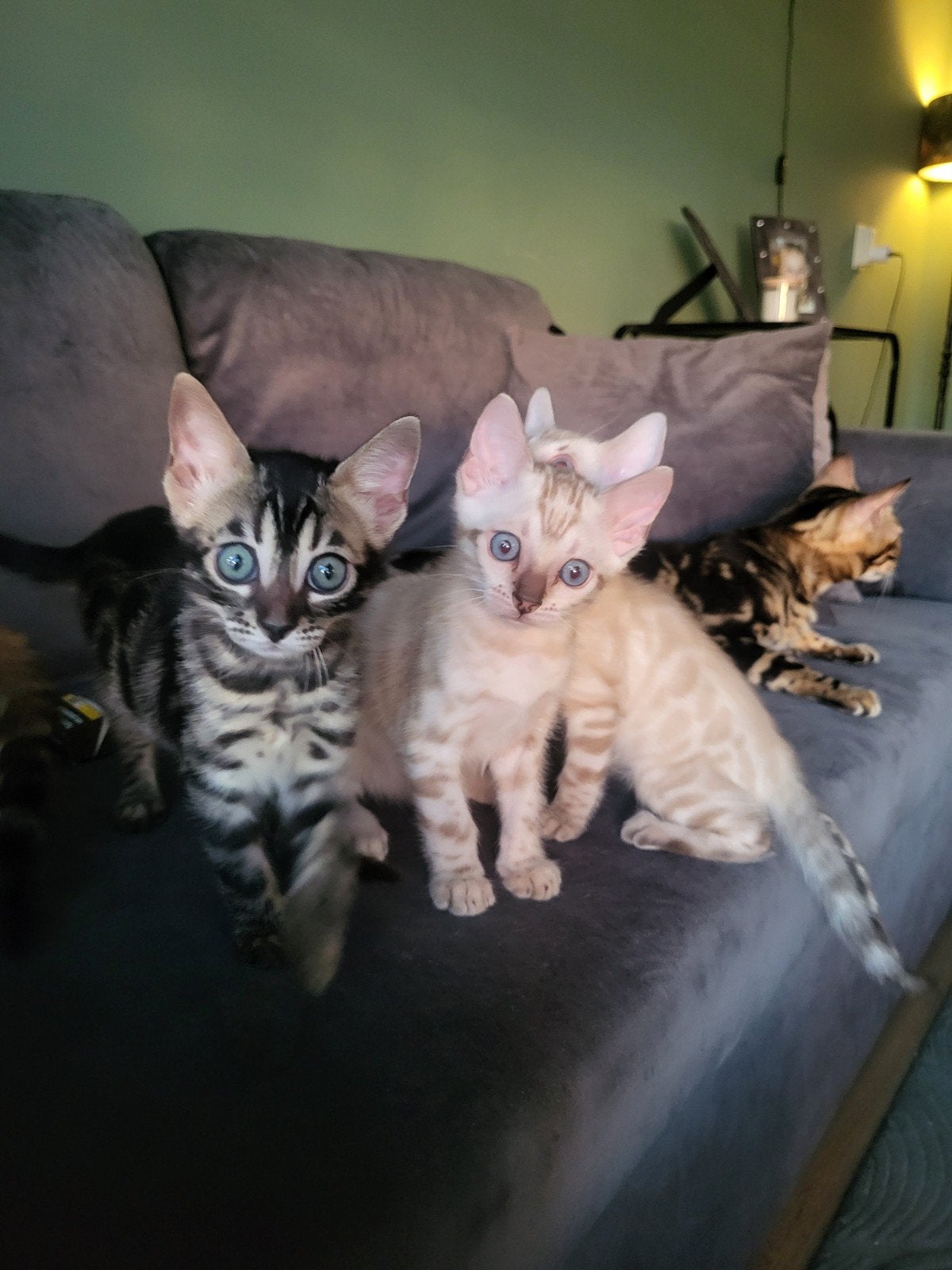 Bengaal kitten zonder stamboom, Poes
