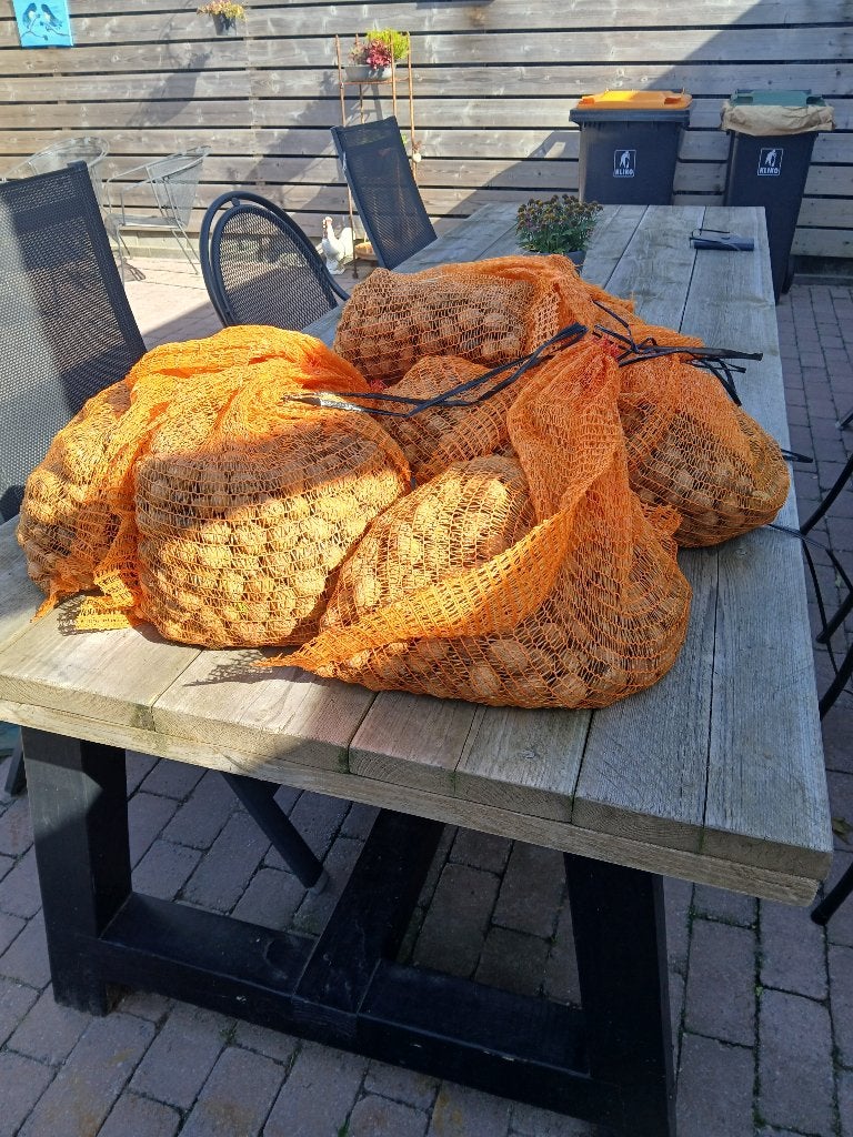 TE KOOP , WALNOTEN , PUUR NATUUR , OOGST 2026 , NOTEN, Ophalen