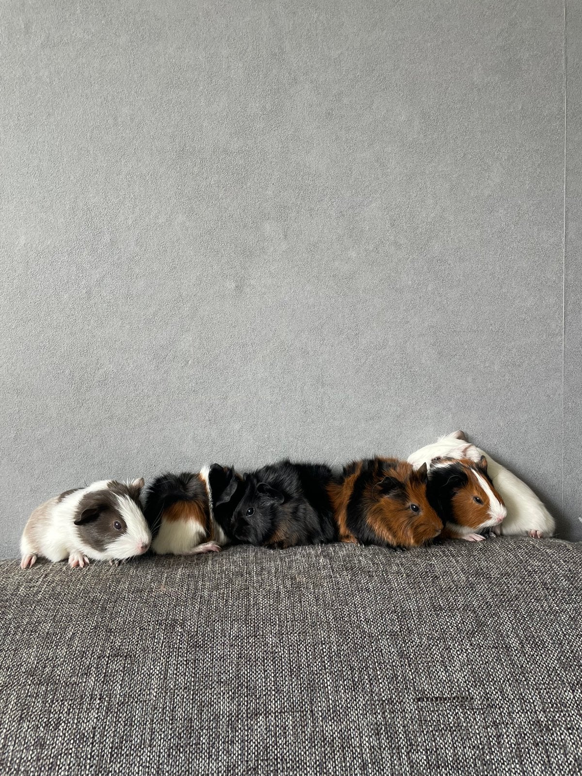 Baby cavia’s te koop!, Dieren en Toebehoren, Knaagdieren, Juni, Mannelijk, Cavia