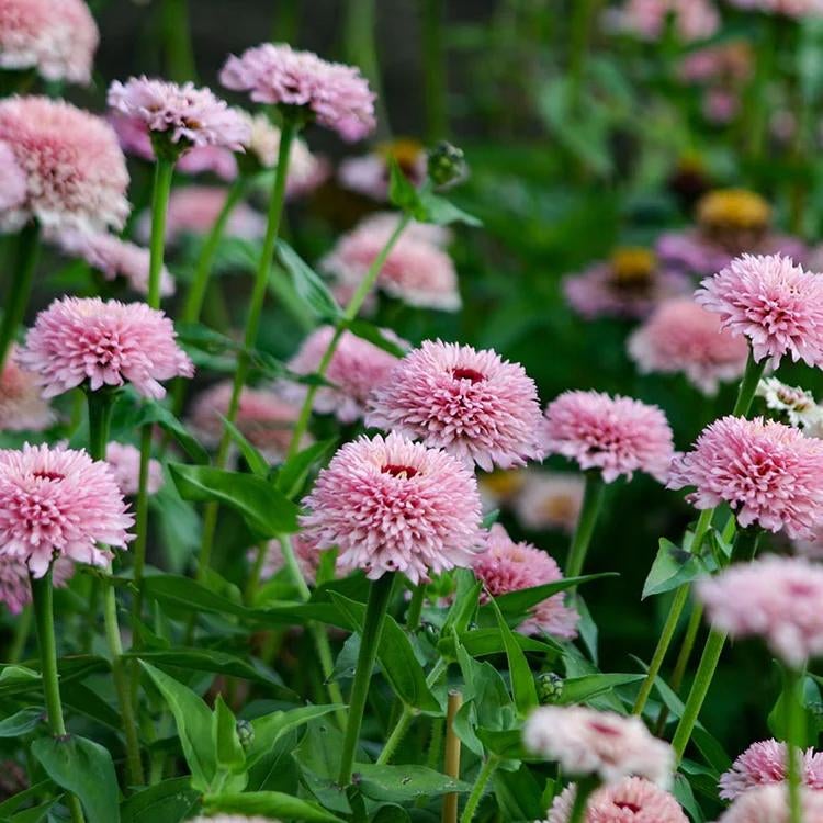 Zinnia plantjes - Zinderella Lilac - nog 2 potjes, Ophalen, Voorjaar, Volle zon