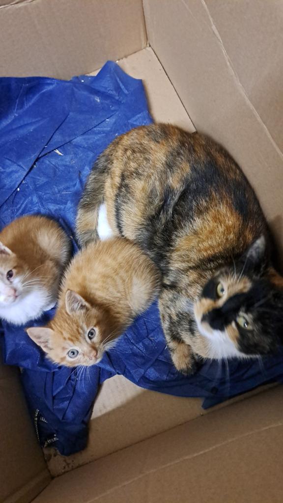 Lief katertje te koop!, Kater