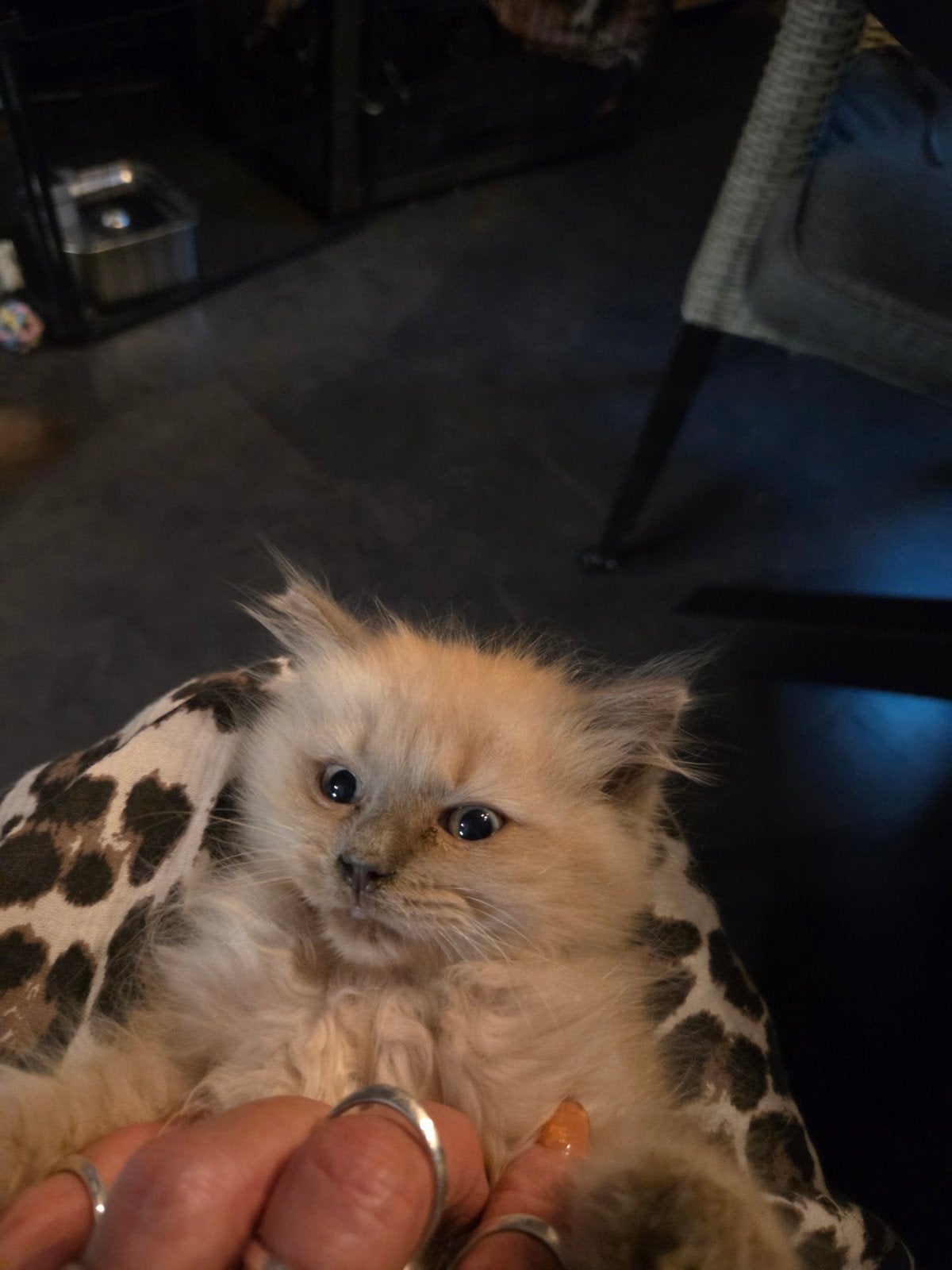 ragdoll katertje, Kater, 0 tot 2 jaar