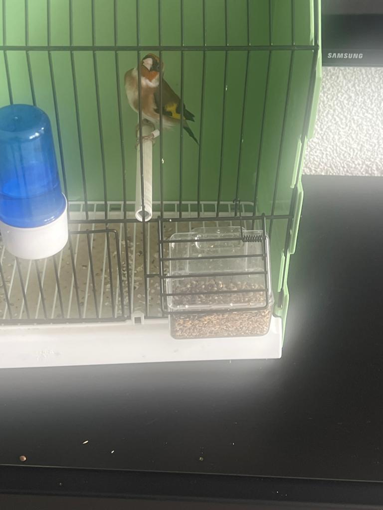 Parva putter man 2025, Dieren en Toebehoren, Vogels | Overige Vogels, Mannelijk, Wildzangvogel, Geringd