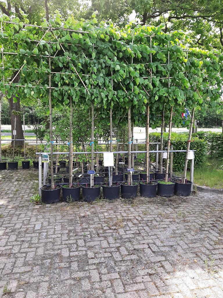 leilinde, Ophalen, Volle zon, Overige soorten, 100 tot 250 cm