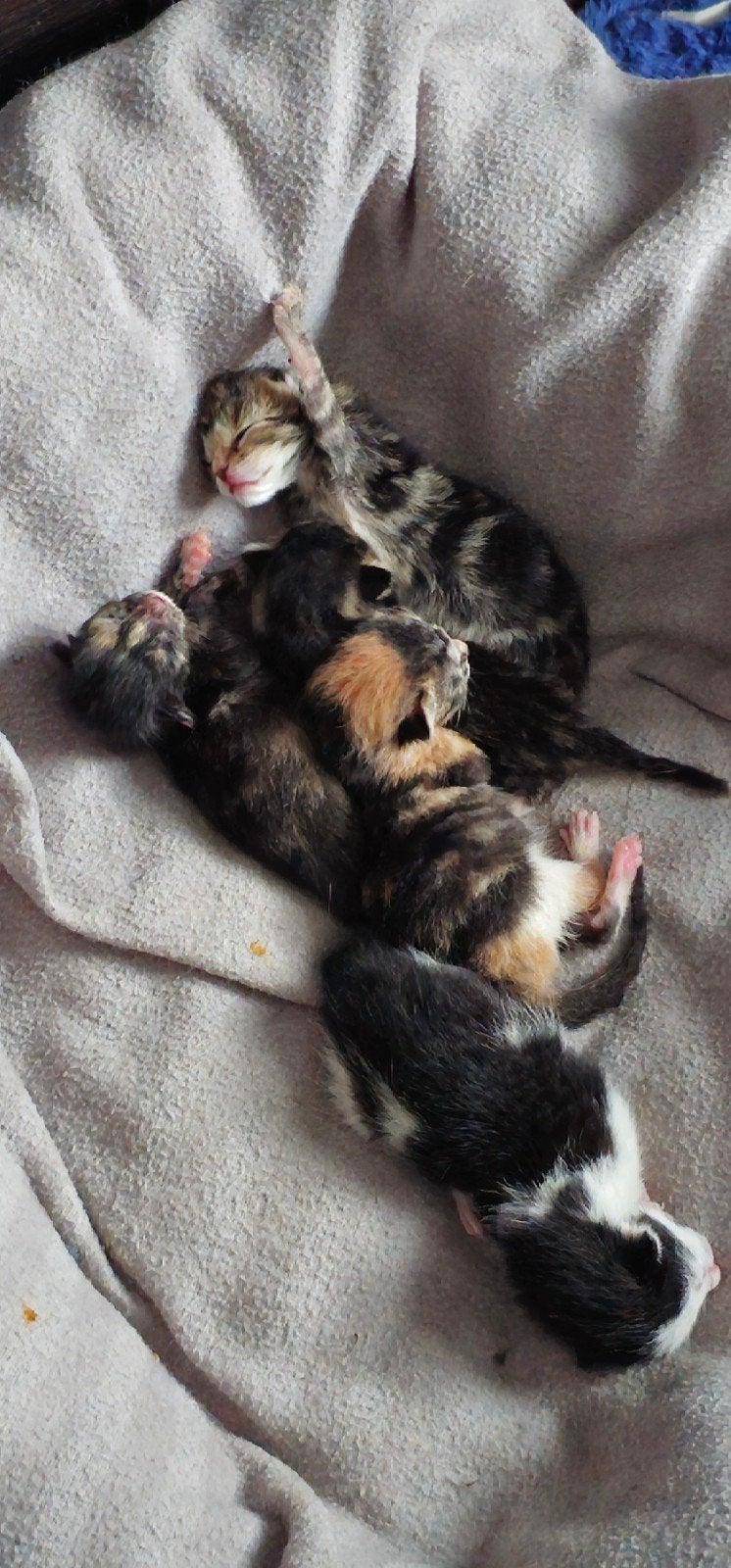 5 kittens te koop VANAF SEPTEMBER