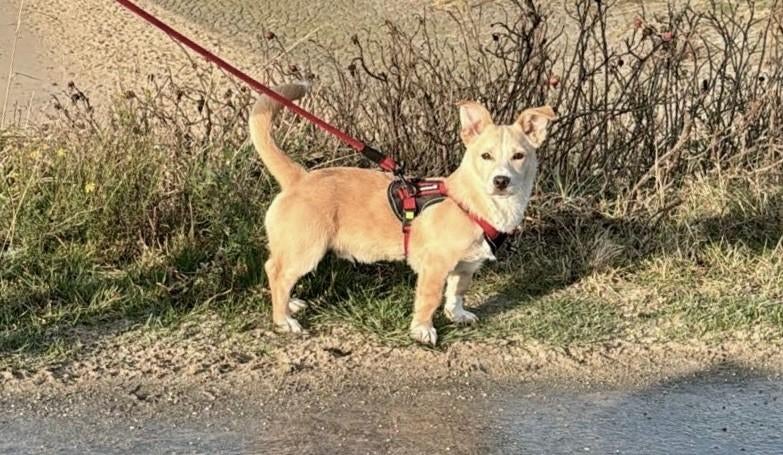 BANJERTJE MENSGERICHT, SPEELS, KLEIN REUTJE, ZOEKT THUIS, Dieren en Toebehoren, Honden | Niet-rashonden, Klein, Reu, Particulier