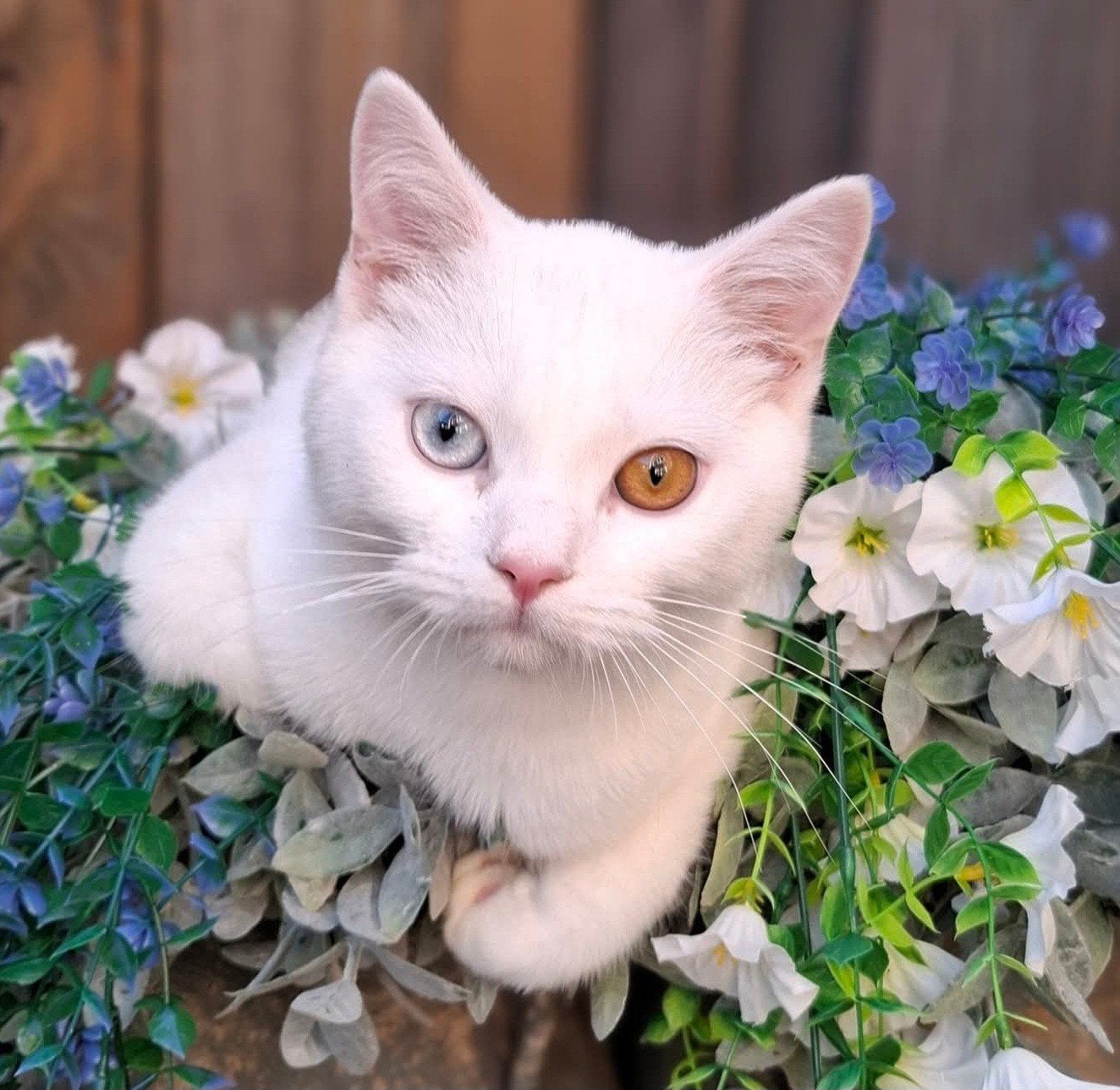 britse korthaar met vleugje angora odd eye, Dieren en Toebehoren, Katten en Kittens | Overige Katten, Kater, Kortharig, 0 tot 2 jaar