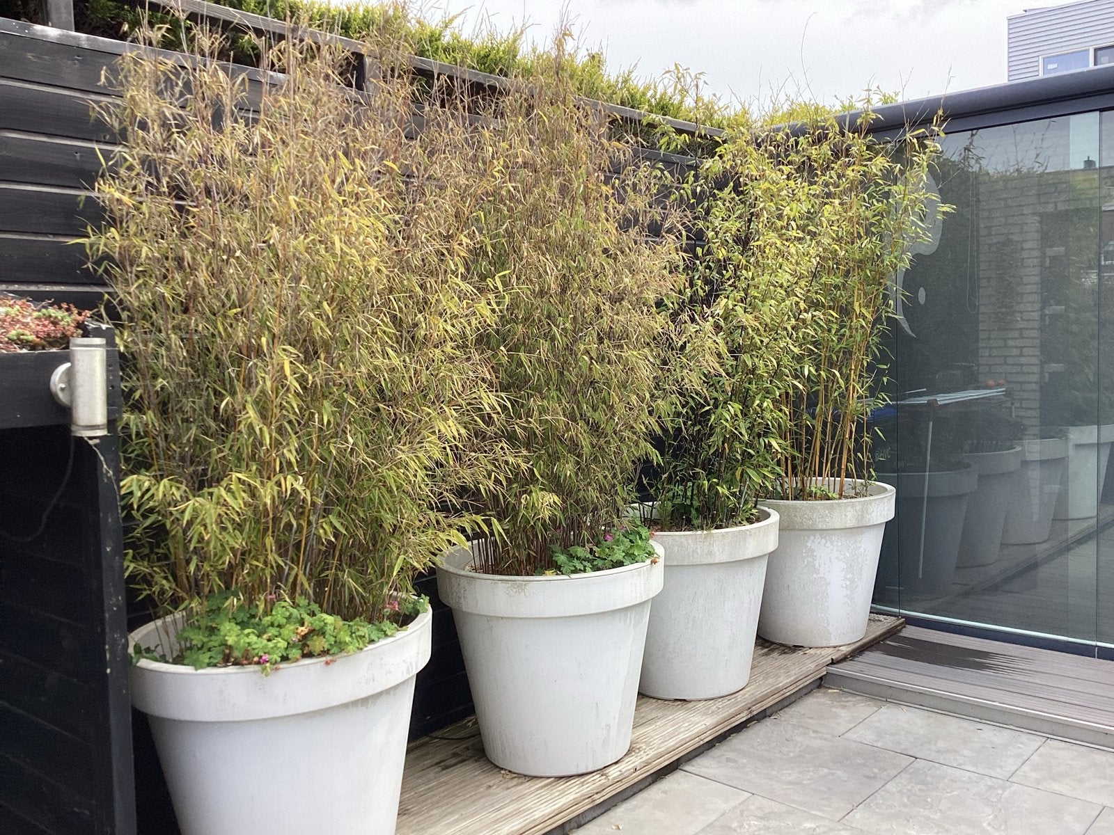 Grote witte bloempotten met bamboe planten, Kunststof, Gebruikt, 100 cm of meer, Rond