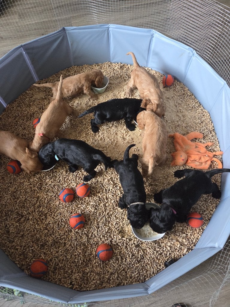 laatste cocker Pups te koop, 8 tot 15 weken, Meerdere, Meerdere dieren, Spaniël