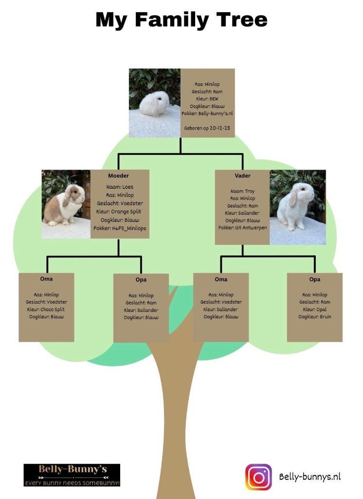 konijn rocky, Dieren en Toebehoren, Konijnen, Mannelijk, Middelgroot, Hangoor, 0 tot 2 jaar