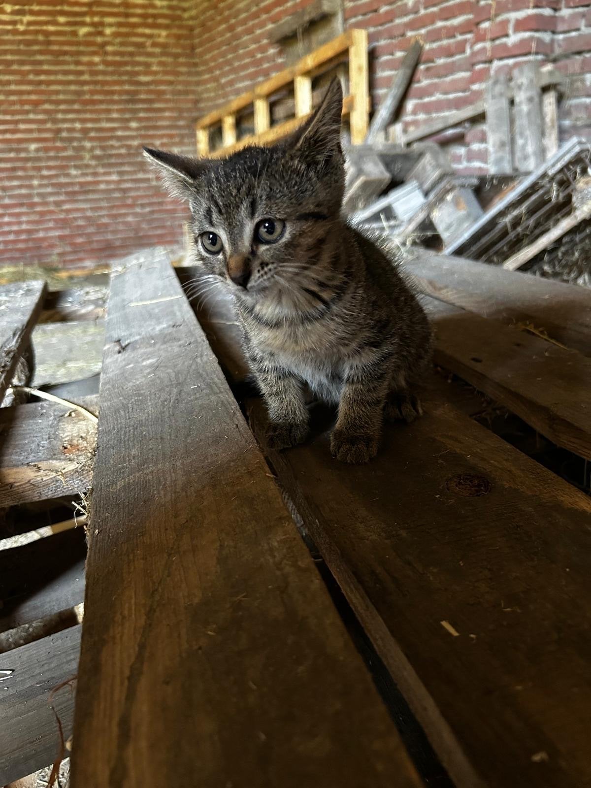 Kittens te koop, 8 weken, Dieren en Toebehoren, Katten en Kittens | Overige Katten, Kortharig