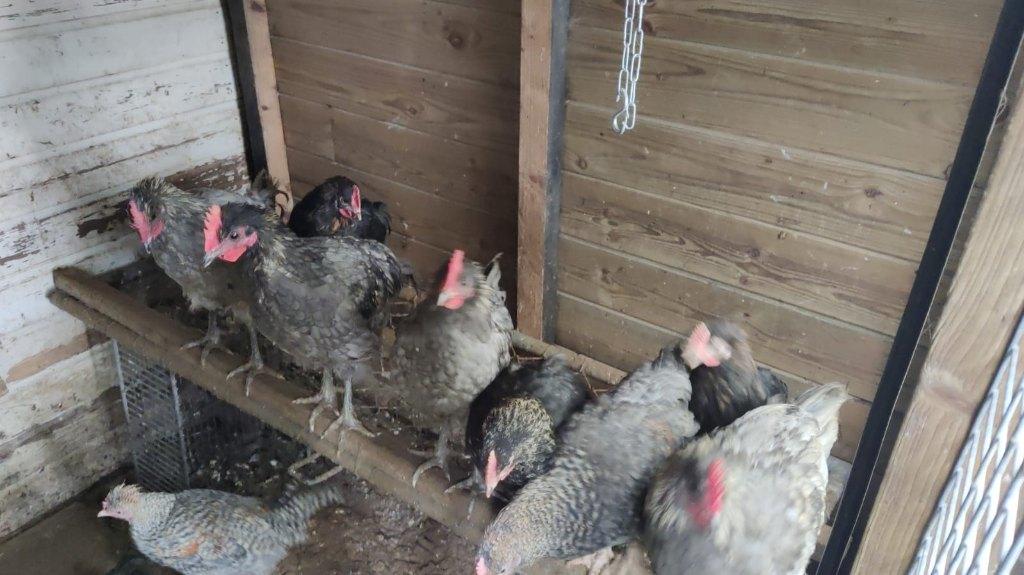 Hanen voor de slacht, Dieren en Toebehoren, Pluimvee, Mannelijk, Kip