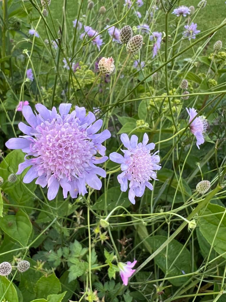 Duifkruid plant - Scabiosa - Paarse bloemen, Tuin en Terras, Volle zon, Vaste plant, Zomer, Ophalen