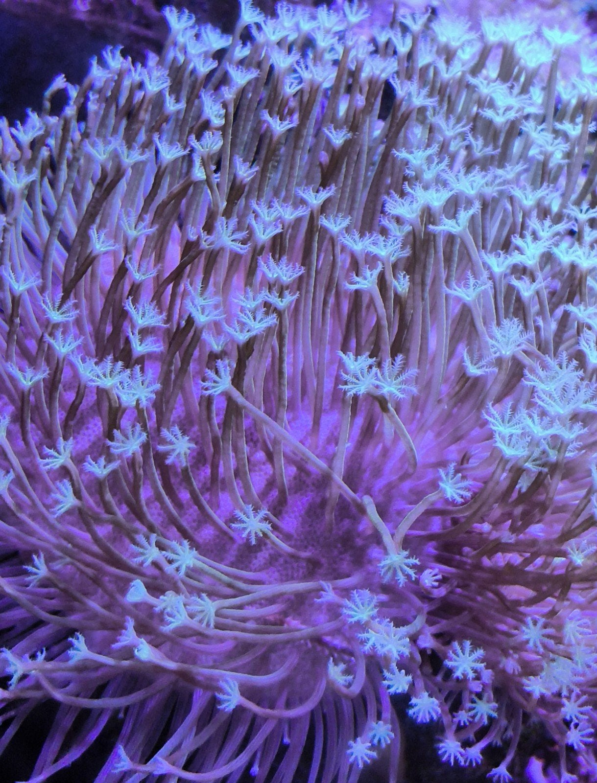 leder koralen beginners koralen zeeaquarium zoutwater, Dieren en Toebehoren, Overige typen, Zoutwatervis