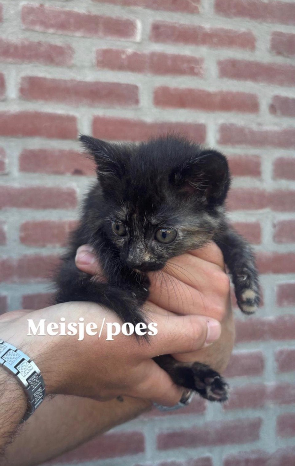 Kittens tekoop, Meerdere dieren, Ontwormd