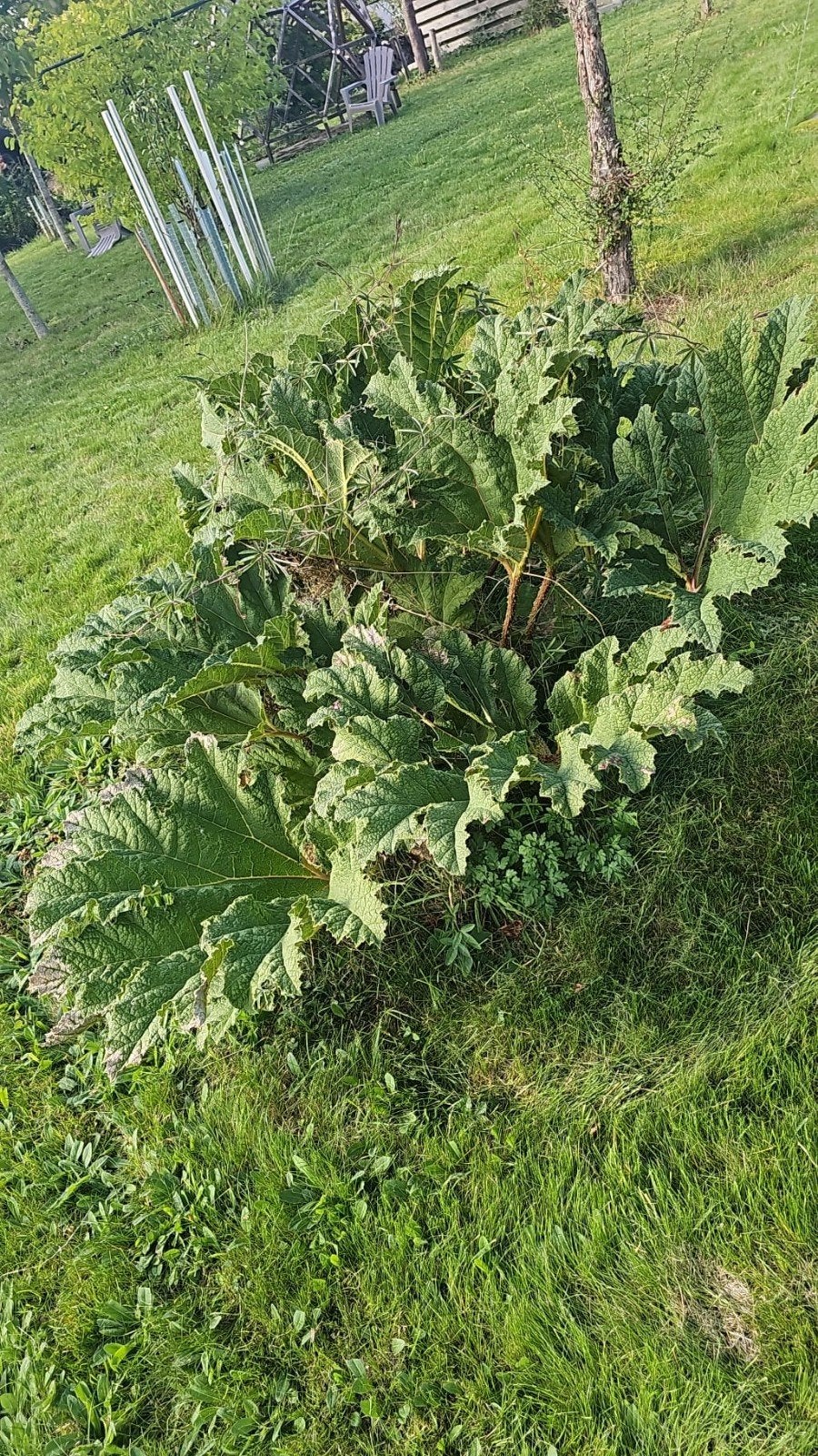 Gunnera Manicata: Enorme Dinosaurusplant met Reuzenbladeren, Ophalen, Zomer, Vaste plant, Volle zon