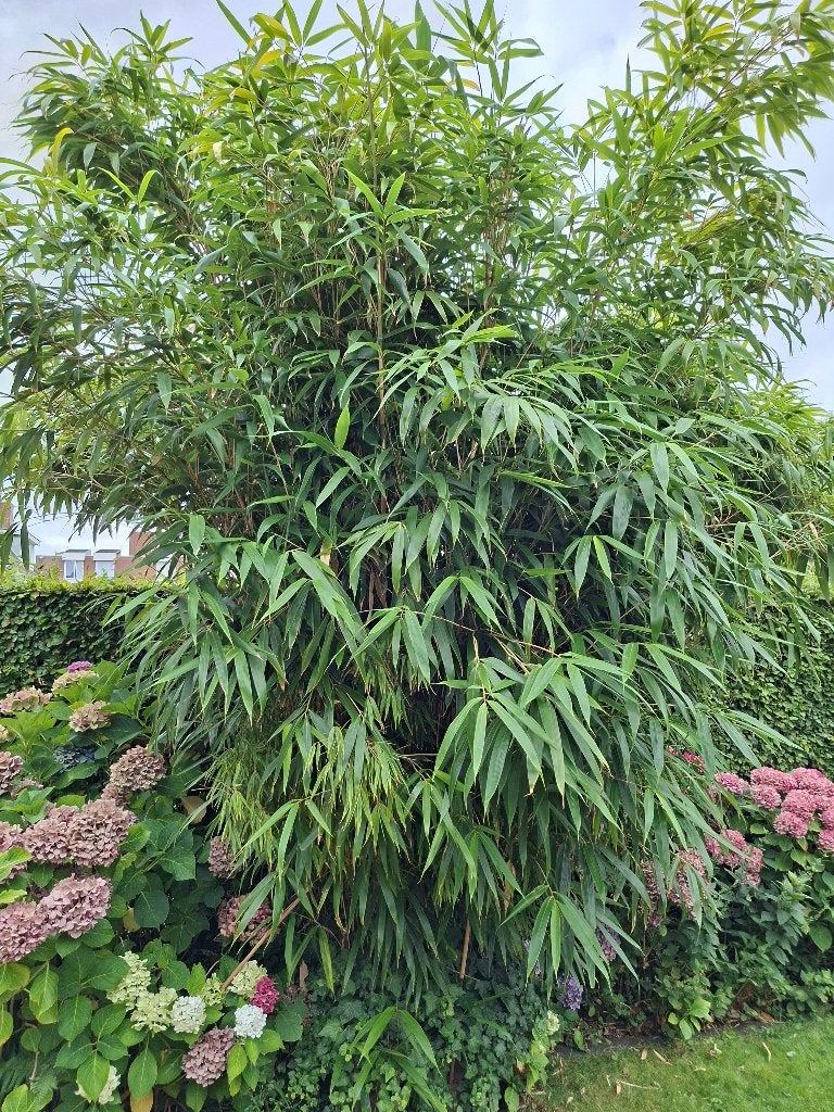 bamboeplant, Volle zon, Vaste plant, Bloeit niet, Ophalen