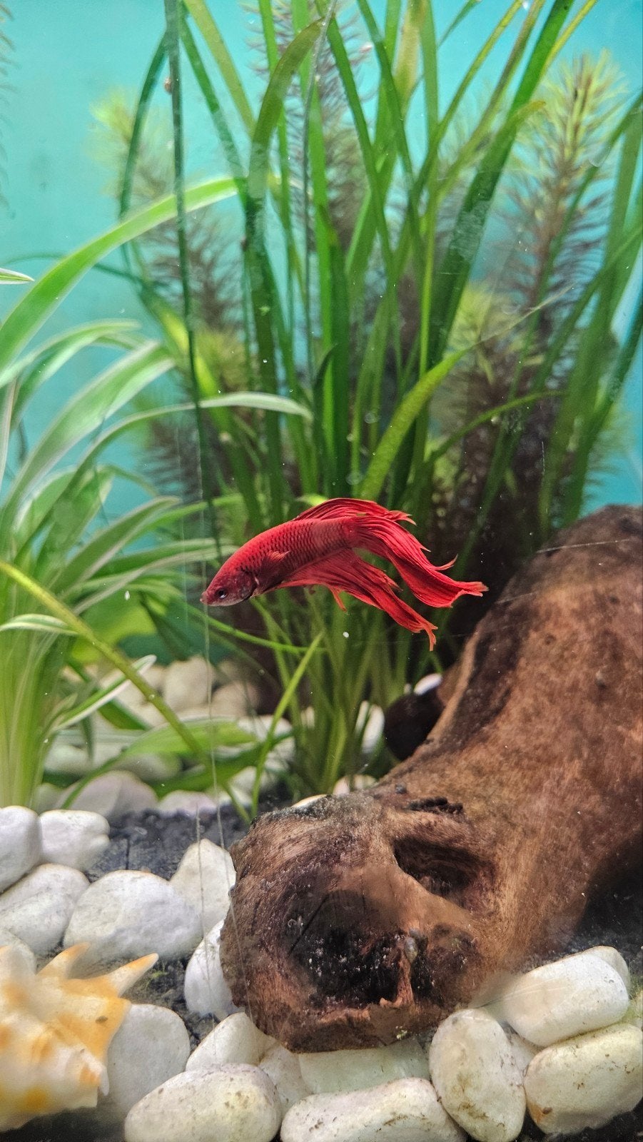 Beta mannetje rood, Dieren en Toebehoren, Vissen | Aquariumvissen, Vis