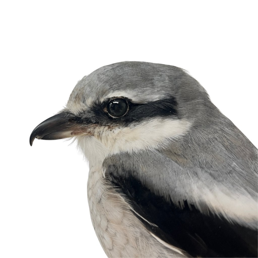 Opgezette klapekster, Ophalen of Verzenden, Nieuw, Vogel, Opgezet dier
