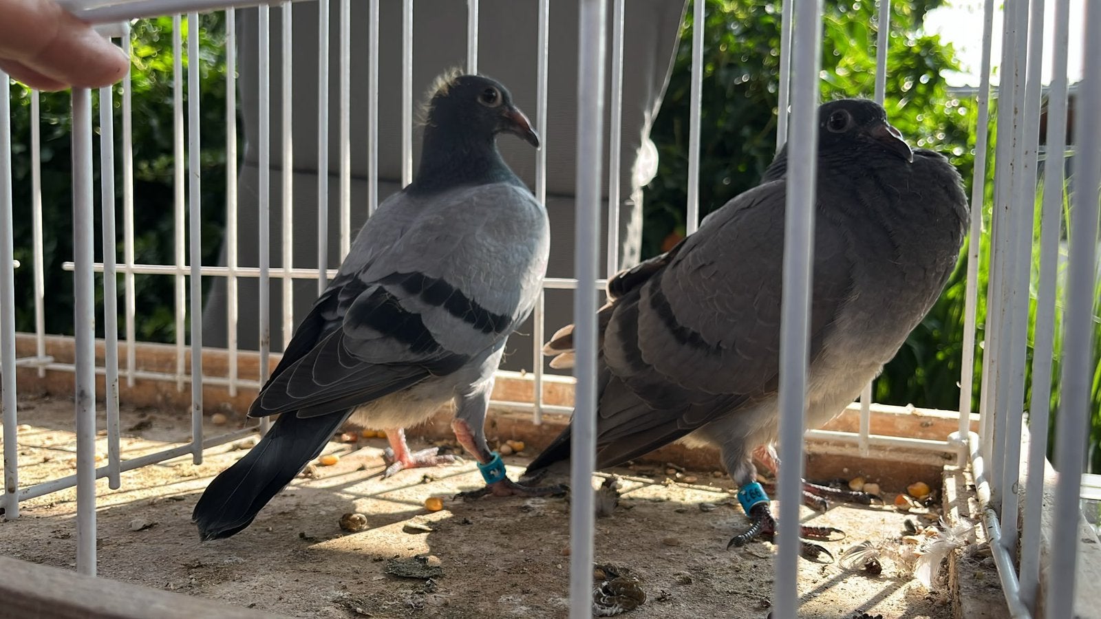 2 jongen lijn 330 Prange & Vechtmachine Beute, Meerdere dieren