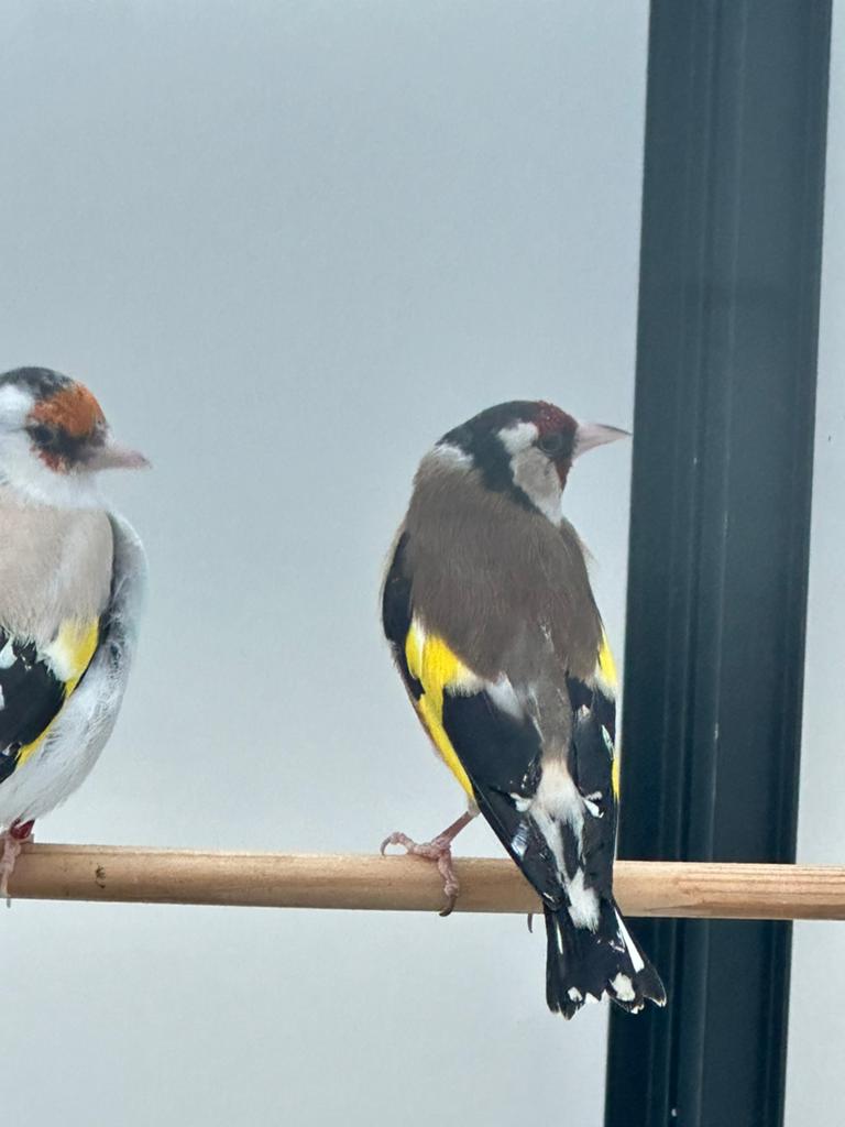 Parva putter man, Dieren en Toebehoren, Mannelijk, Wildzangvogel, Geringd