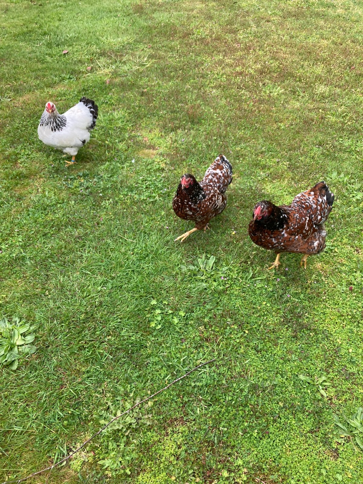 3 wynadotte krielkippen, Dieren en Toebehoren, Pluimvee, Vrouwelijk, Kip