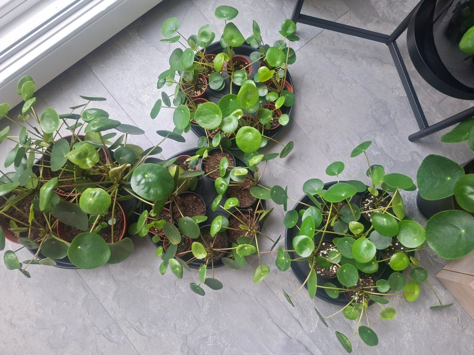 🌿 Pilea Peperomioides (Pannenkoekenplant)

 Pilea Peperomi, Verzenden, In pot, Halfschaduw, Minder dan 100 cm