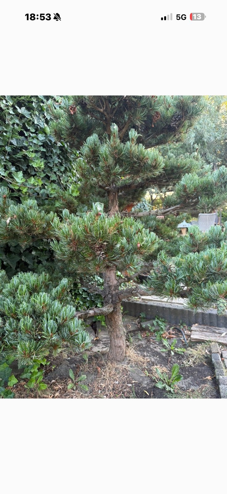 Witte den tuin bonsai pinus japanse witte den, Tuin en Terras, Ophalen, Halfschaduw, Overige soorten