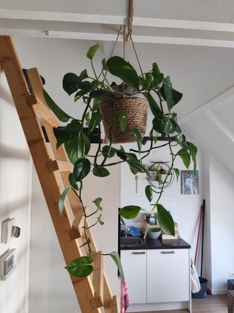 Pothos (Epipremnum aureum), Huis en Inrichting, Kamerplanten, Ophalen, Halfschaduw, Minder dan 100 cm