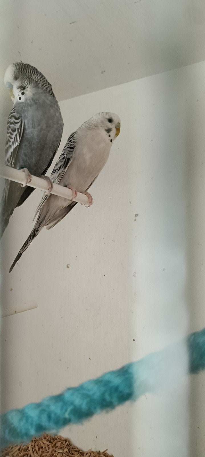 Kweekkoppels pallid en Antraciet, Dieren en Toebehoren, Vogels | Parkieten en Papegaaien