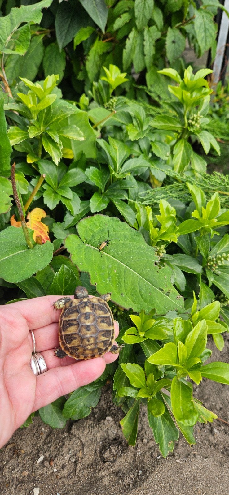 prachtige jonge landschildpadden Tortoise photo 6