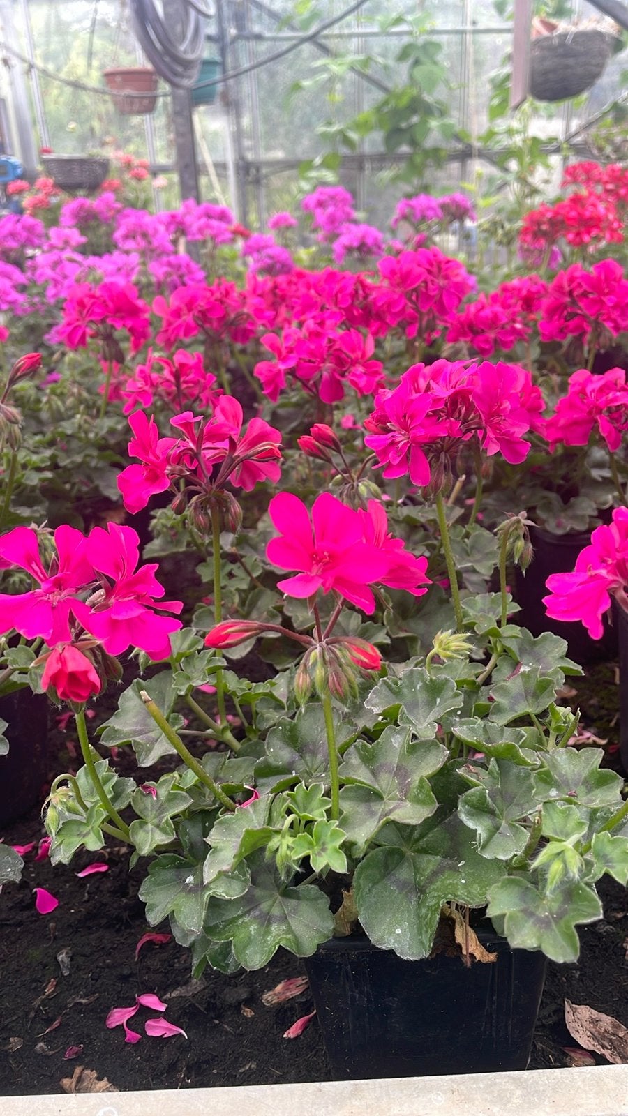 Laatste week Geraniums: Perfect voor Tuin en Balkon, Volle zon, Eenjarig, Zomer, Ophalen
