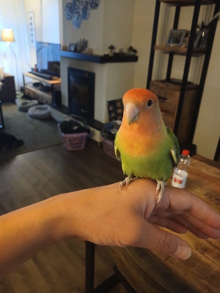 Tamme Agapornis met kooi, Geslacht onbekend, Dwergpapegaai of Agapornis, Tam