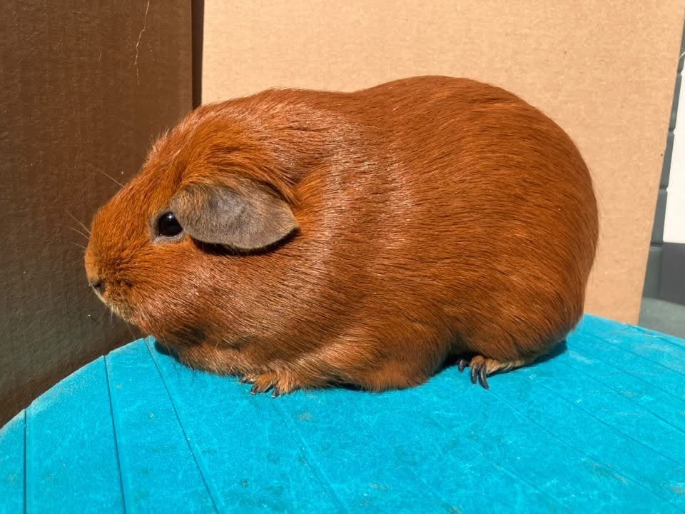 Gladhaar rood zeug, November, Vrouwelijk, Cavia