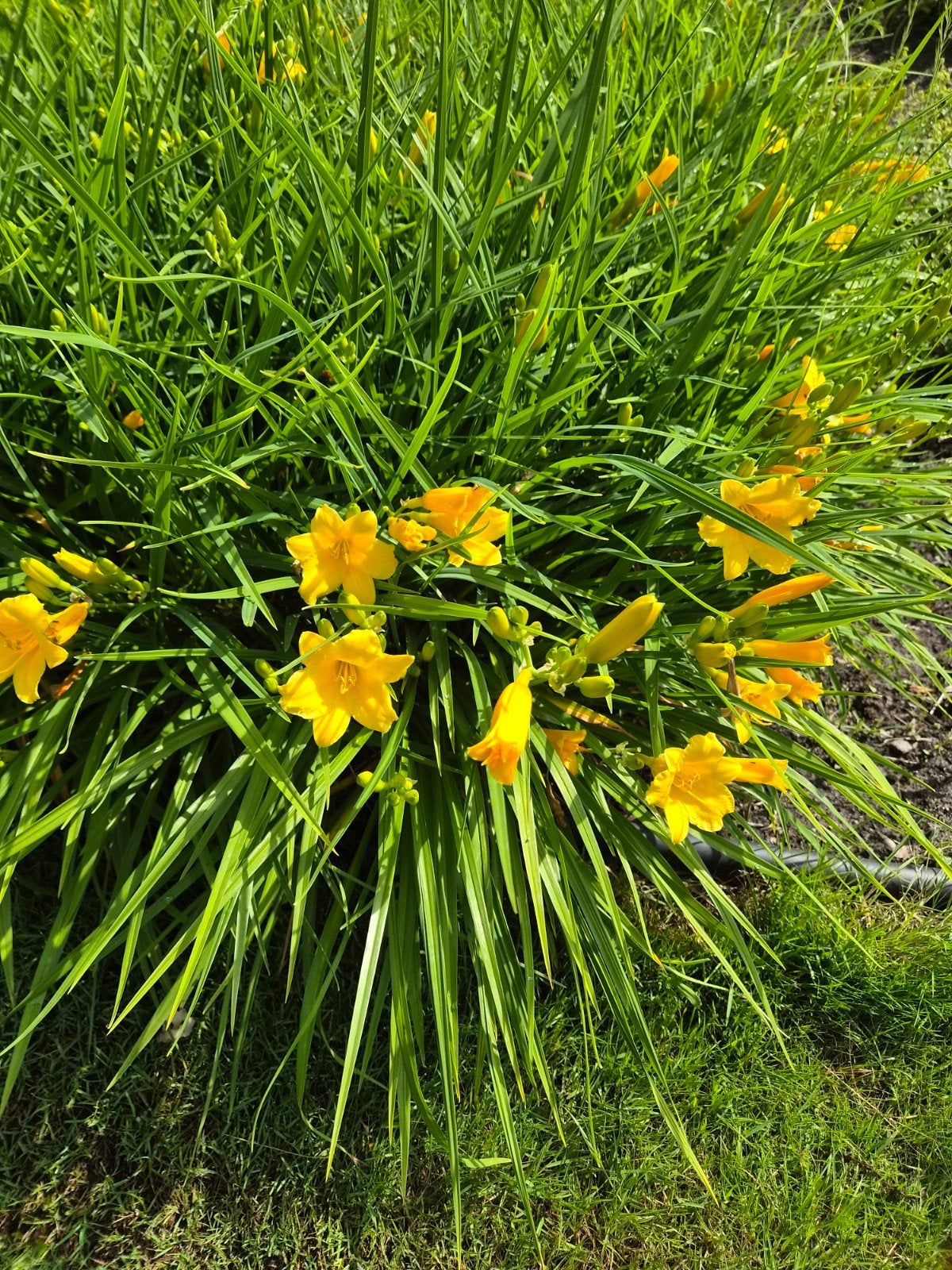 Hemerocallis 'Stella de Oro' - Daglelie P9, Overige soorten, Volle zon, Vaste plant, Ophalen of Verzenden
