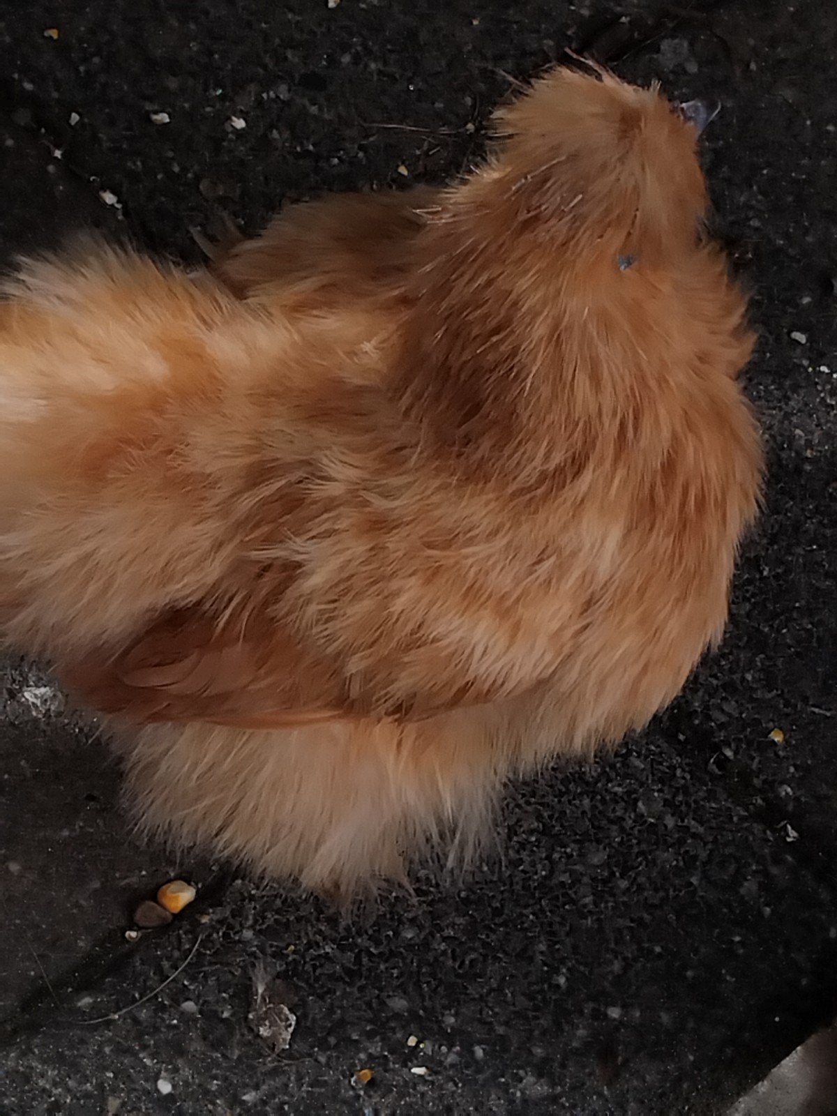 zijdehoender hen plus haan, Dieren en Toebehoren, Pluimvee, Meerdere dieren, Kip