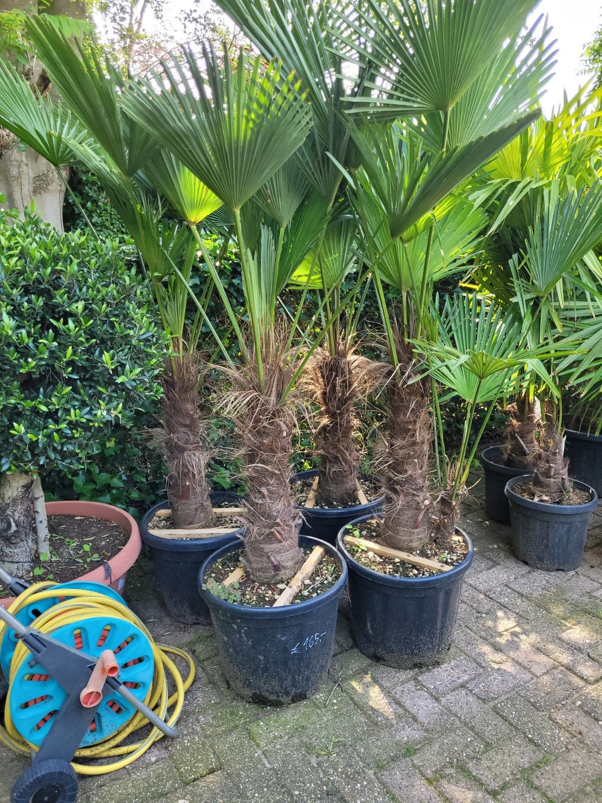 Trachycarpus wageniarius - Winterharde Palmboom, Tuin en Terras, Volle zon, Vaste plant, Bloeit niet, Ophalen