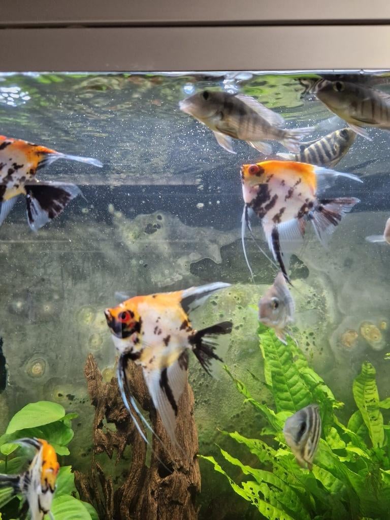 Update stocklist aquarium afdeling, Dieren en Toebehoren, Vis, Zoetwatervis, Schoolvis