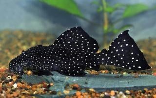 L-Nummers: L240 Leporacanthicus cf. galaxias, Dieren en Toebehoren, Vissen | Aquariumvissen, Vis, Zoetwatervis