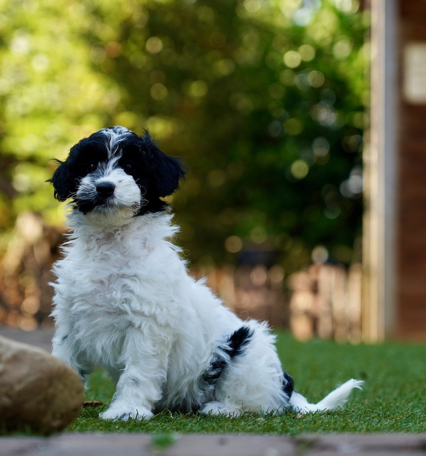 Boomer pups, Parvo, Nederland, Overige rassen, 8 tot 15 weken